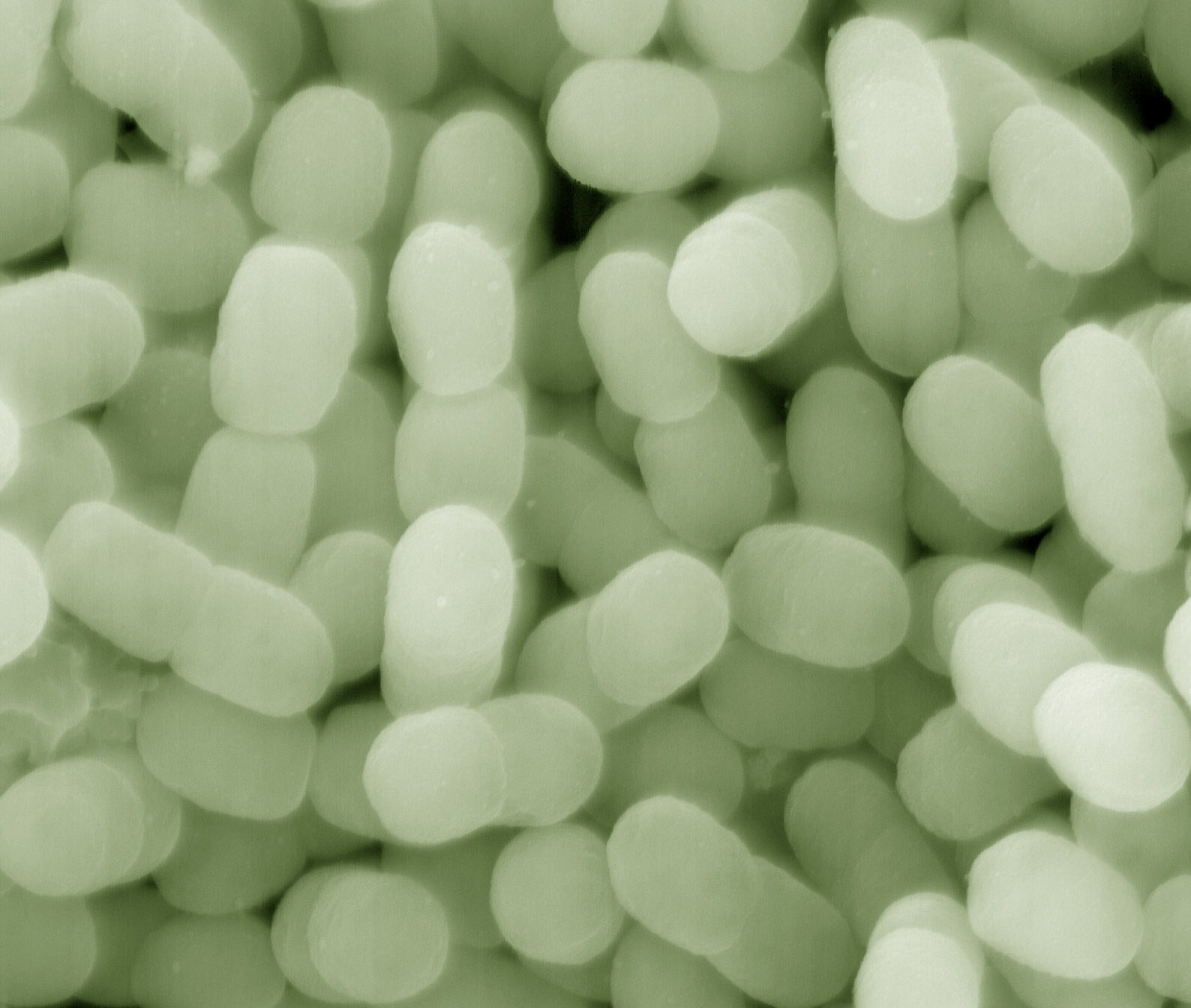 Представитель Отряда Methylococcales